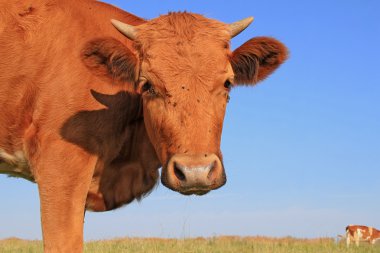 bir yaz mera derisindeki