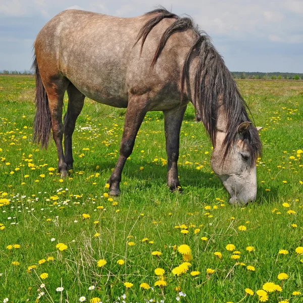 Paard op een zomerweide — Stockfoto