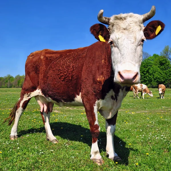 Ko på sommarbetesmark — Stockfoto