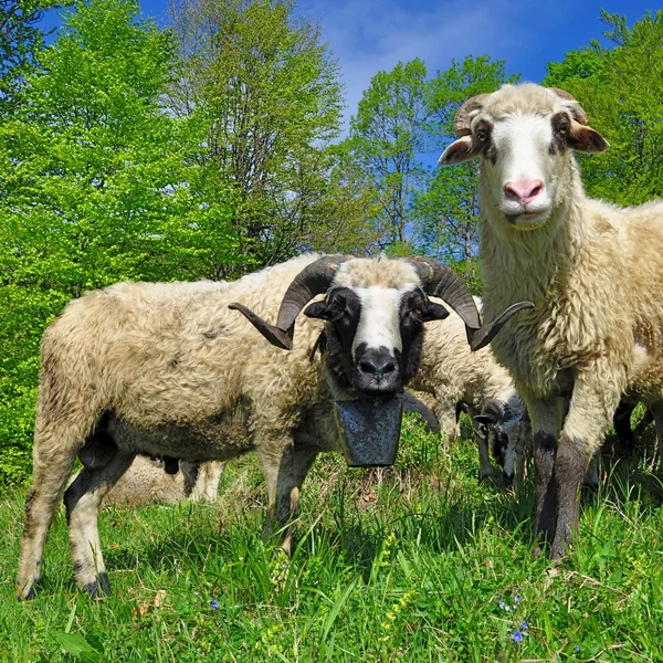 Rammen in een zomer-landschap — Stockfoto