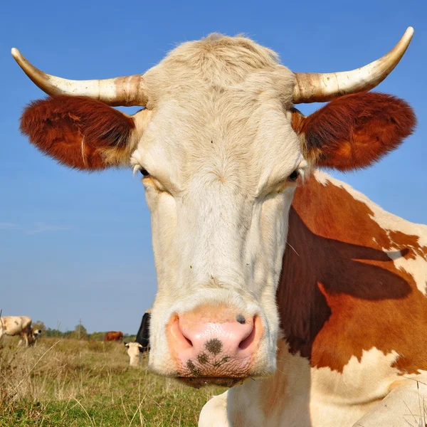 Head of a cow against a pasture — Stock Photo, Image