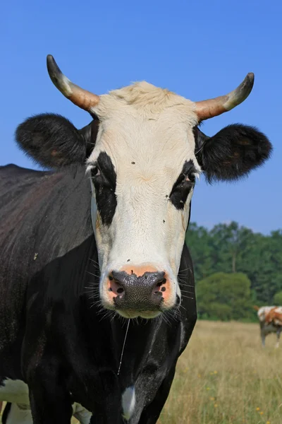 Cow on a summer pasture — Stock Photo, Image