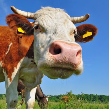 gökyüzü bir inek başkanı