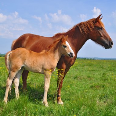 Yaz otlağında bir kısrakla tay
