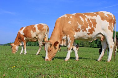 Yaz otlağında inekler
