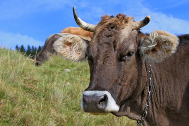 bir inek bir mera karşı başkanı