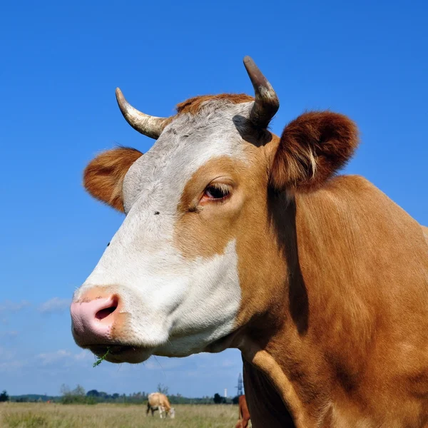 Tête de vache contre le ciel — Photo