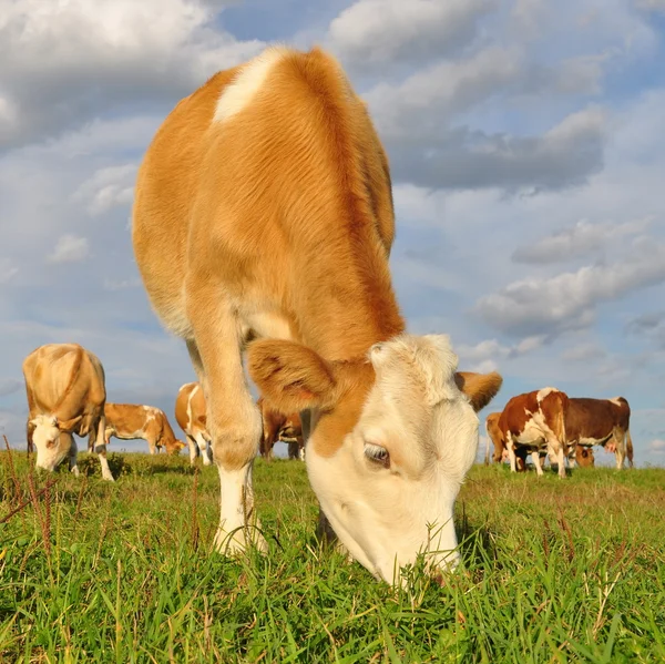 Das Kalb auf der Sommerweide — Stockfoto