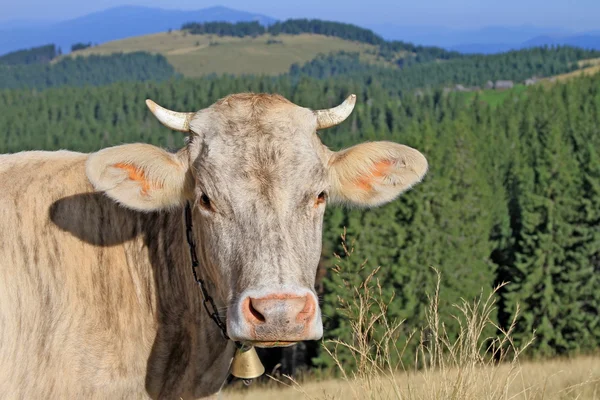 Head of a cow against mountains — Stock Photo, Image