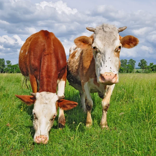 Vacas em um pasto de verão — Fotografia de Stock