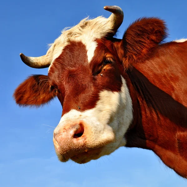 Kopf einer Kuh gegen den Himmel — Stockfoto