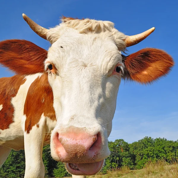 Hoofd van het kalf tegen de hemel — Stockfoto