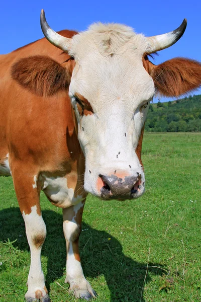 Kuh auf einer Sommerweide — Stockfoto