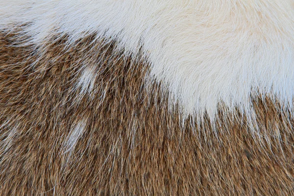 Fragment of a skin of a cow — Stock Photo, Image