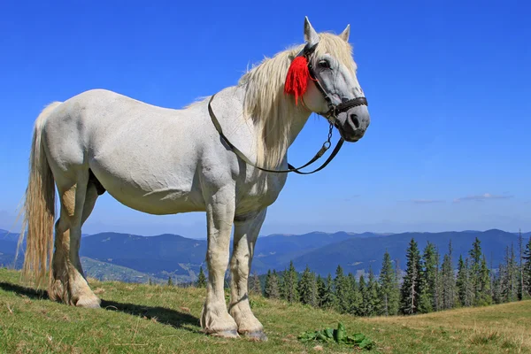 Cavalo em um pasto de montanha de verão — Fotografia de Stock