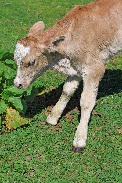 Das Kalb auf der Sommerweide — Stockfoto