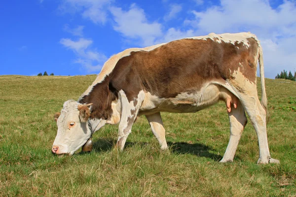 Koe op een zomerweide — Stockfoto