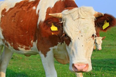 bir yaz mera derisindeki