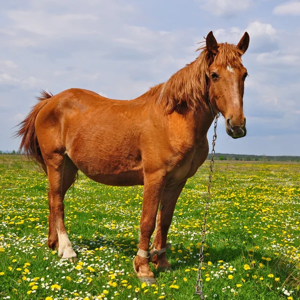 Kůň na letní pastvině — Stock fotografie