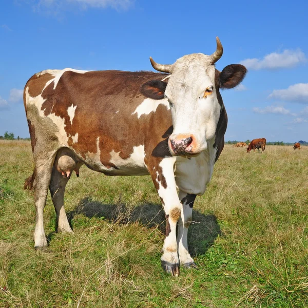 Cow on a summer pasture — Stock Photo, Image