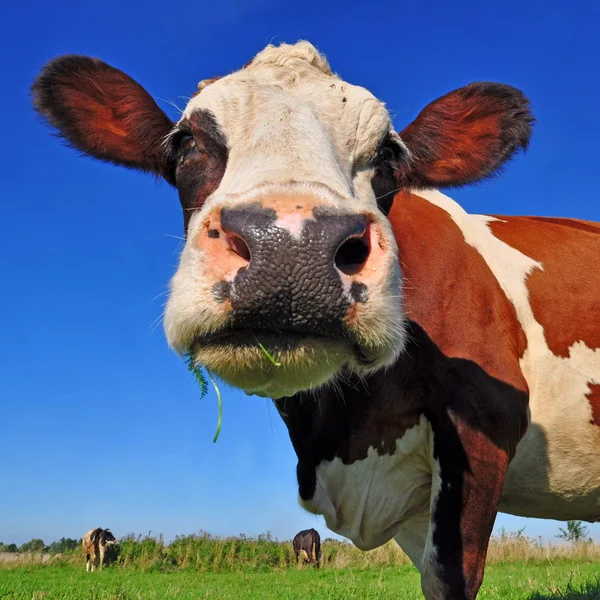 Koe op een zomerweide — Stockfoto