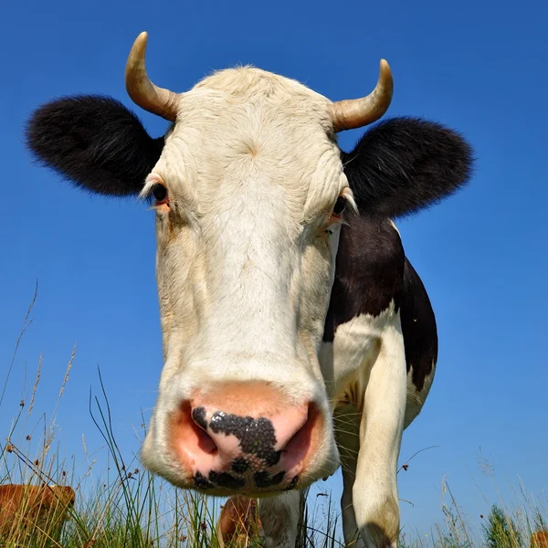 Kuh auf einer Sommerweide — Stockfoto