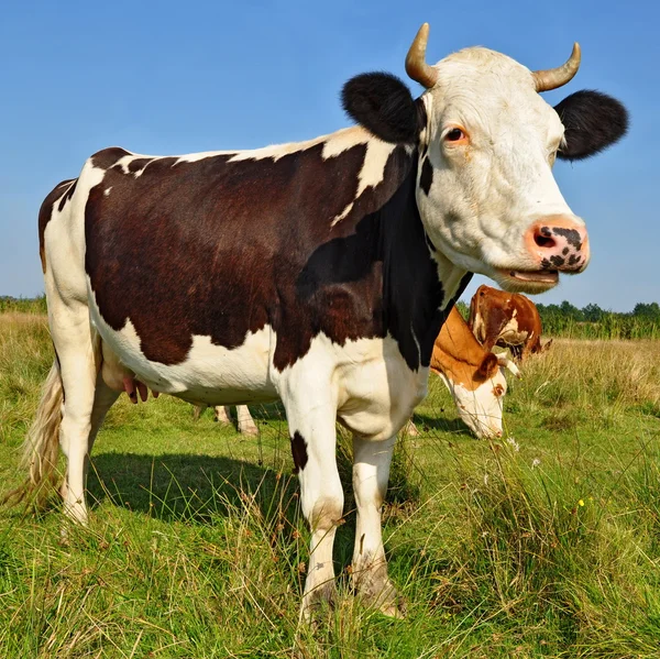 在夏天的牧场上放牛 — 图库照片