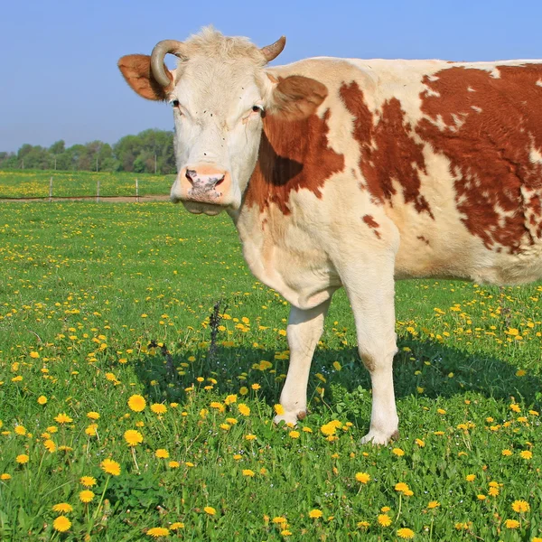 Cow on a summer pasture — Stock Photo, Image