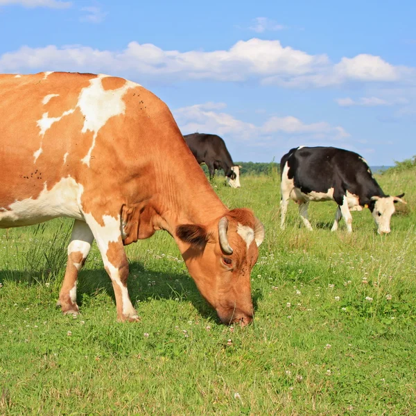 Kor på sommarbetesmark — Stockfoto