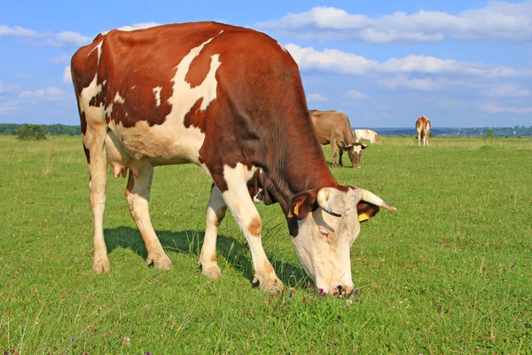 Cow on a summer pasture — Stock Photo, Image