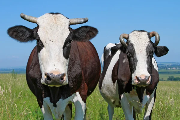 Las vacas en un pasto de verano — Foto de Stock