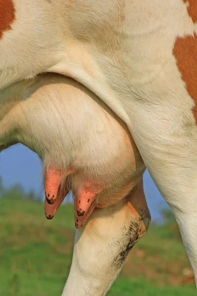 어린 소의 어깨 — 스톡 사진