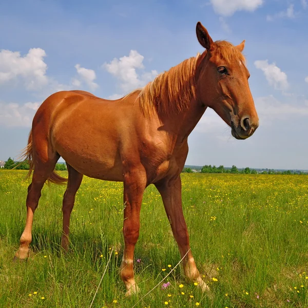Yaz otlağında bir at — Stok fotoğraf