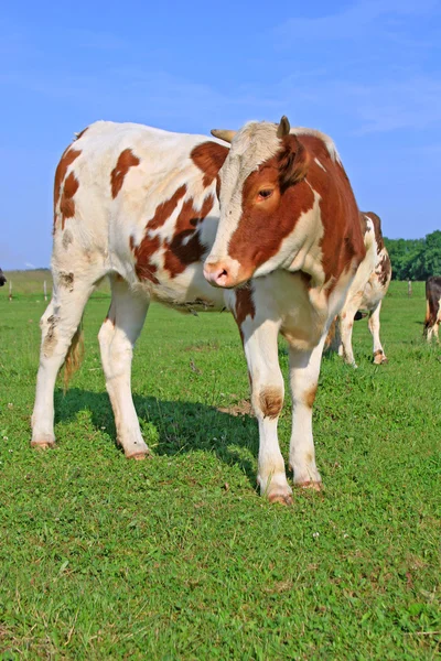 A nyári legelőn borjú — Stock Fotó