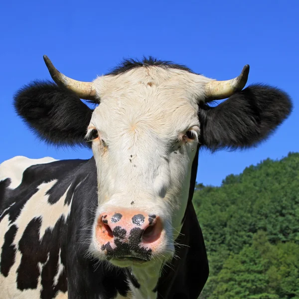 Vaca em um pasto de verão — Fotografia de Stock