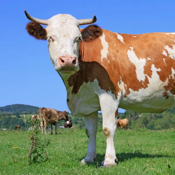 Vache dans un pâturage d'été — Photo