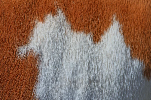 Фрагмент кожи коровы — стоковое фото