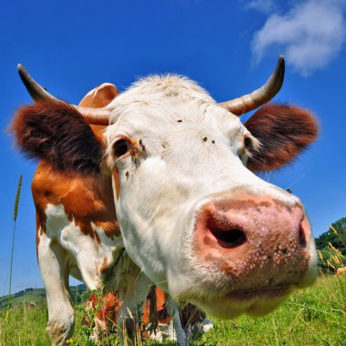 Yaz otlağında inek