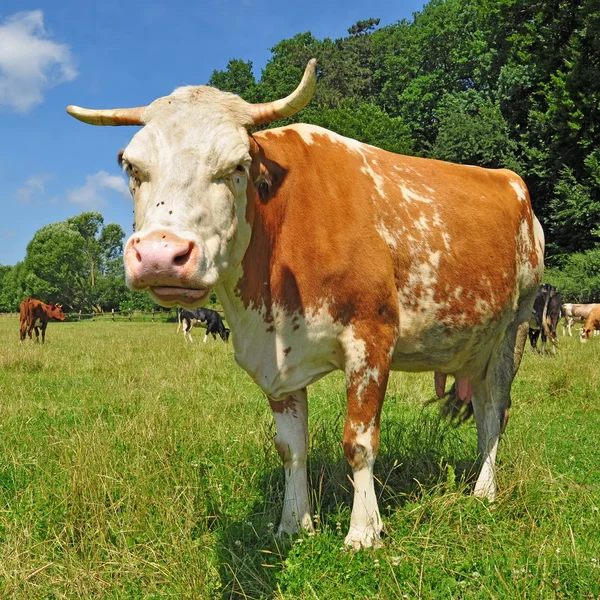 Kráva na letní pastvině — Stock fotografie