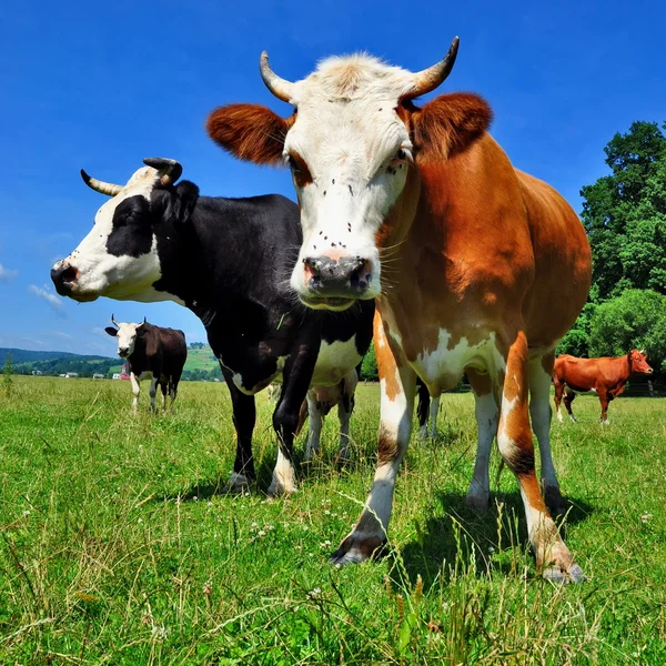 Kühe auf einer Sommerweide — Stockfoto