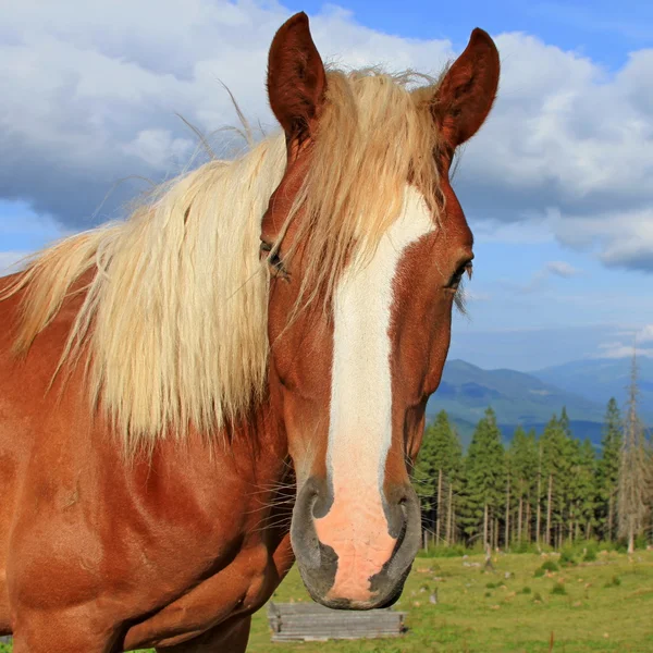 Cabeça de um cavalo contra um pasto — Fotografia de Stock