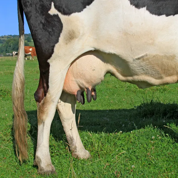 Uier van een jonge koe — Stockfoto