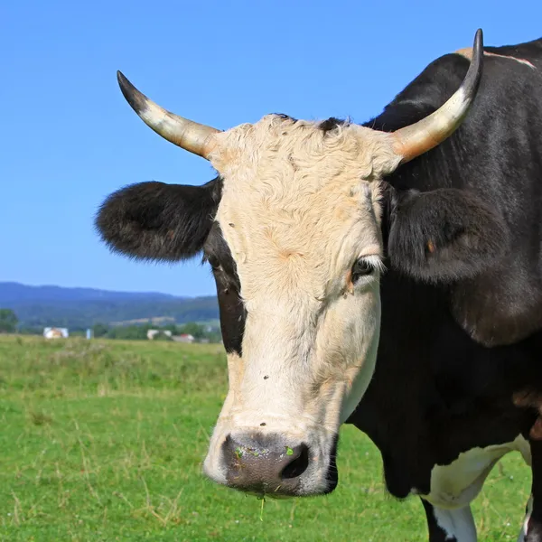 Cabeza de vaca contra un pasto —  Fotos de Stock
