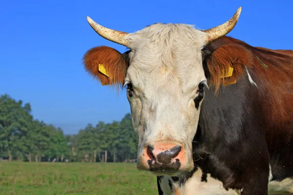 Cabeza de vaca contra un pasto —  Fotos de Stock