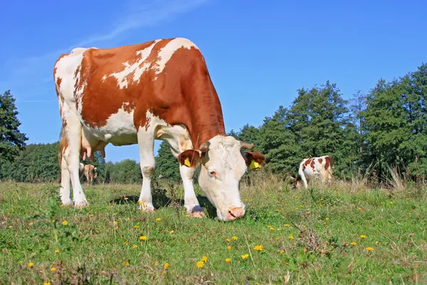 Cow on a summer pasture — Stock Photo, Image