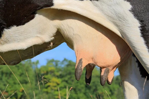 Udder of a young cow — Stock Photo, Image
