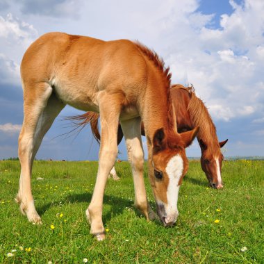 Yaz otlağında bir kısrakla tay