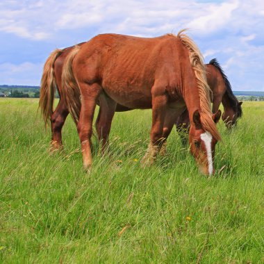 Yaz otlağında atlar