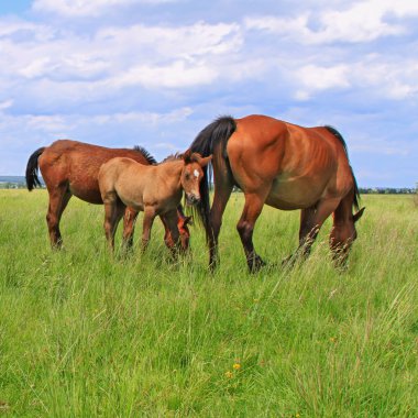Yaz otlağında atlar