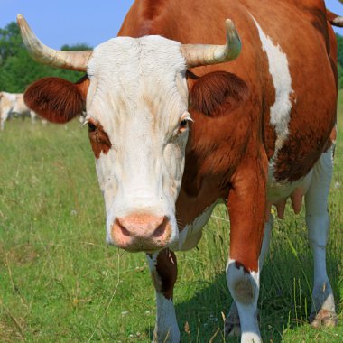 Yaz otlağında inek.